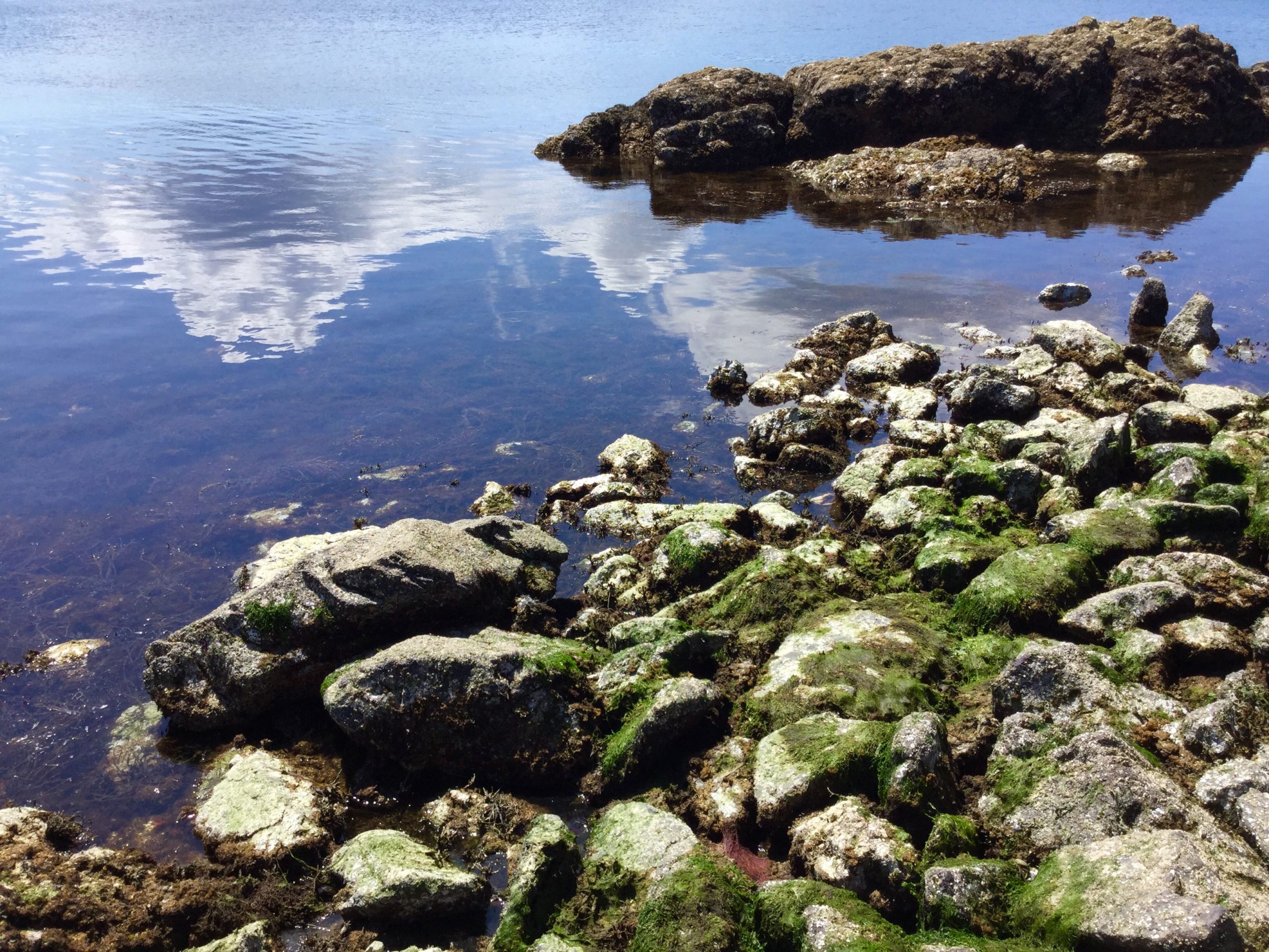 Low Tide Joy Life on Orcas Island