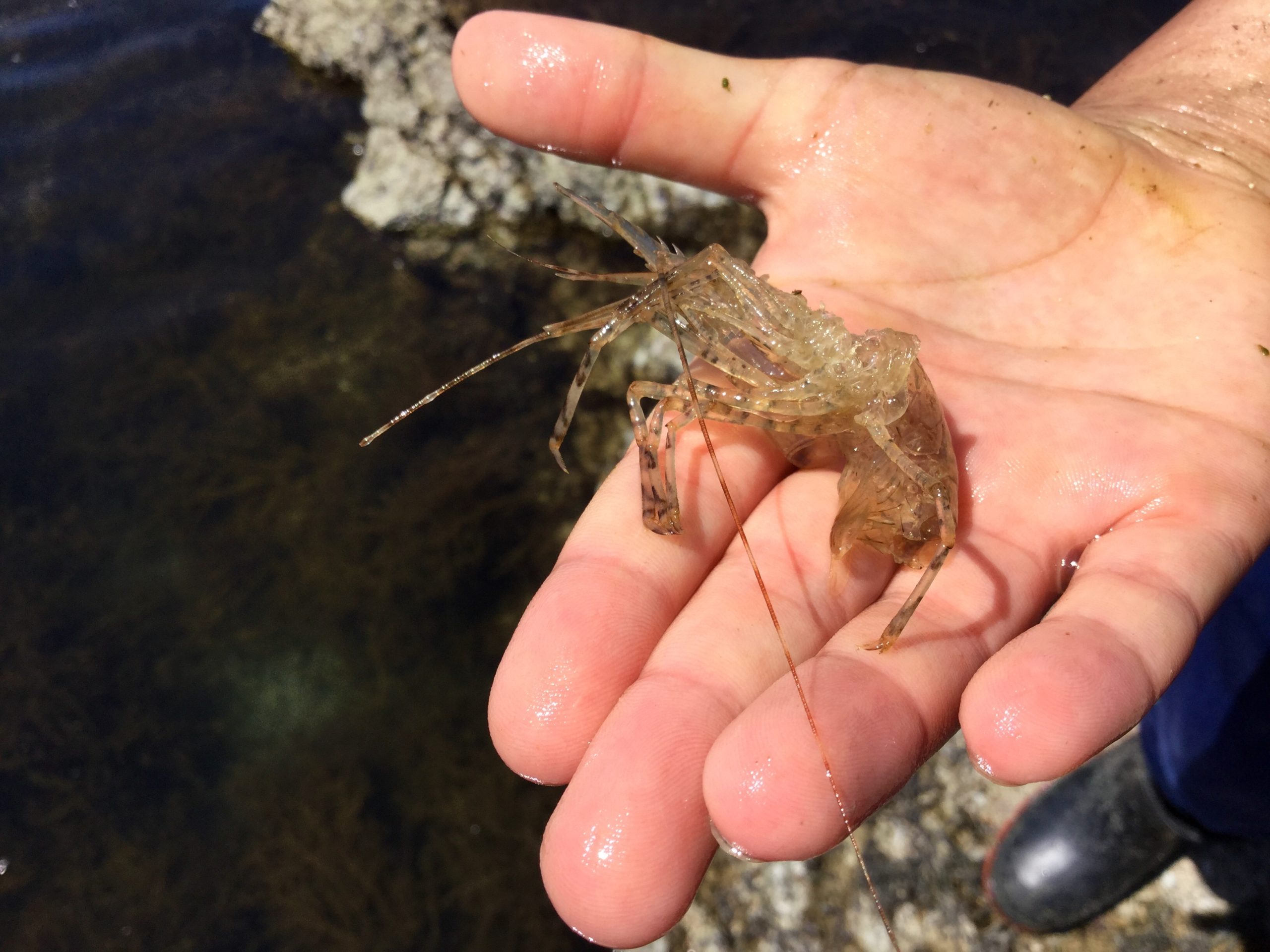 Low Tide Joy Life on Orcas Island