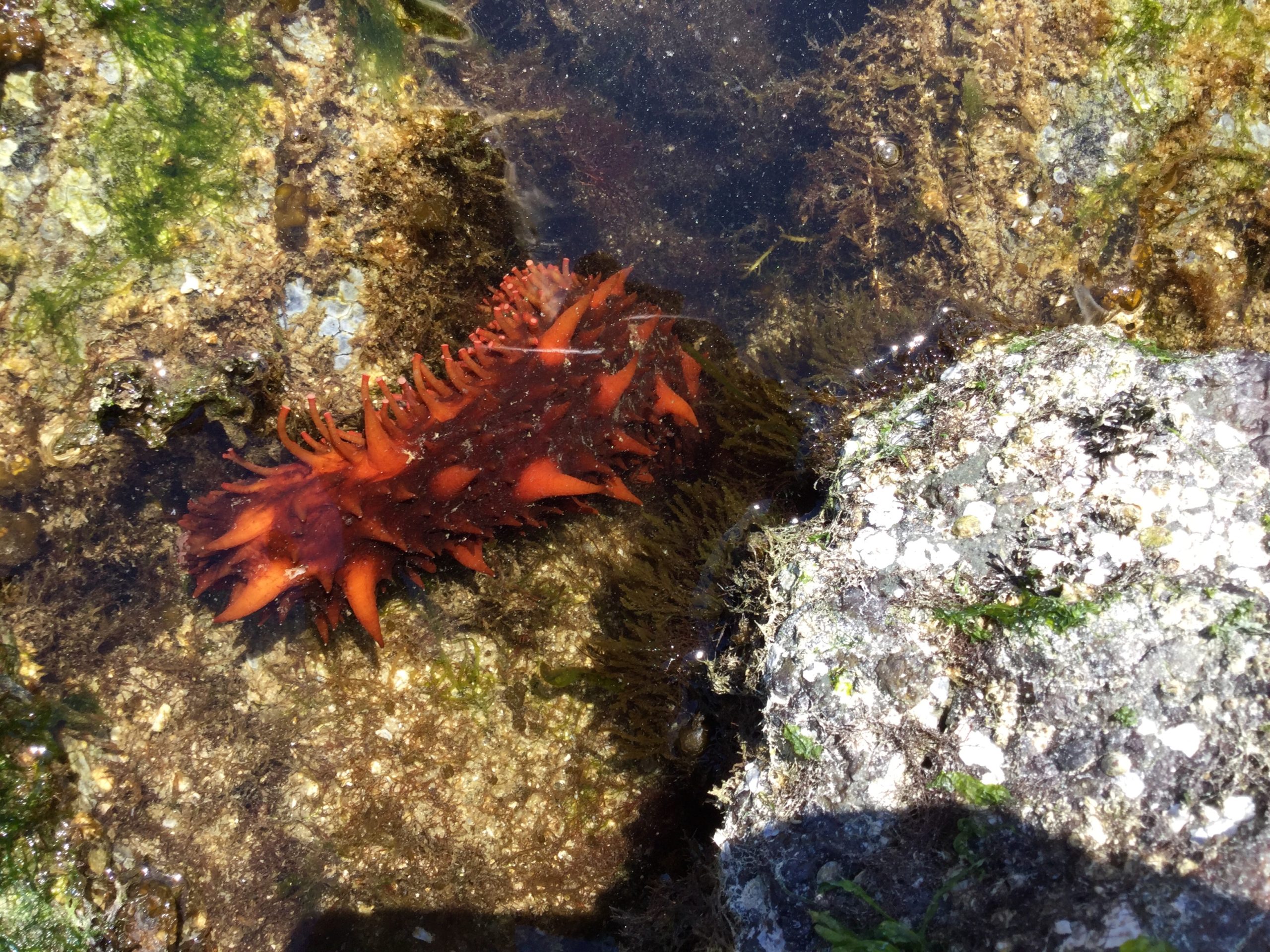 Low Tide Joy Life on Orcas Island