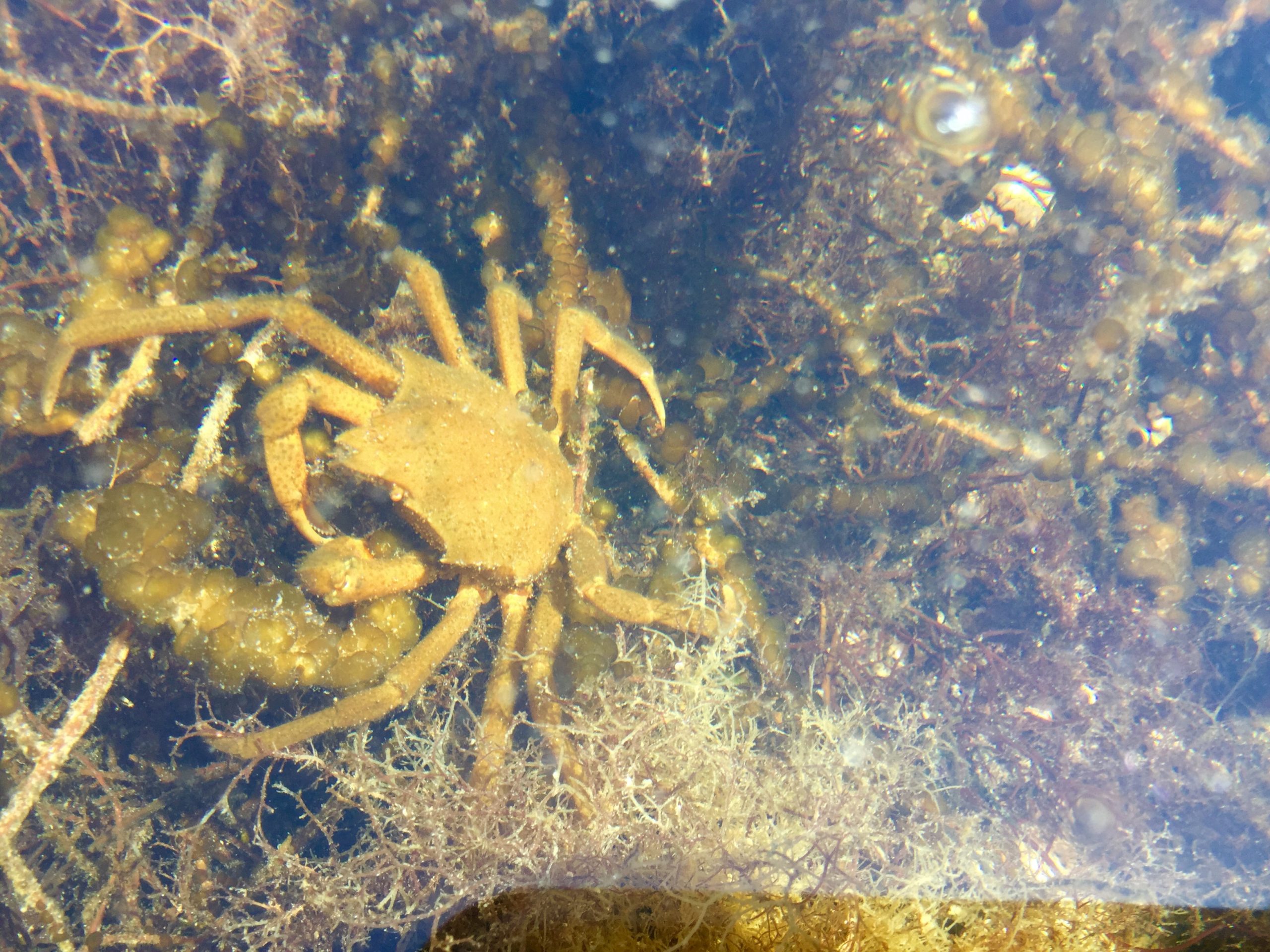 Low Tide Joy Life on Orcas Island