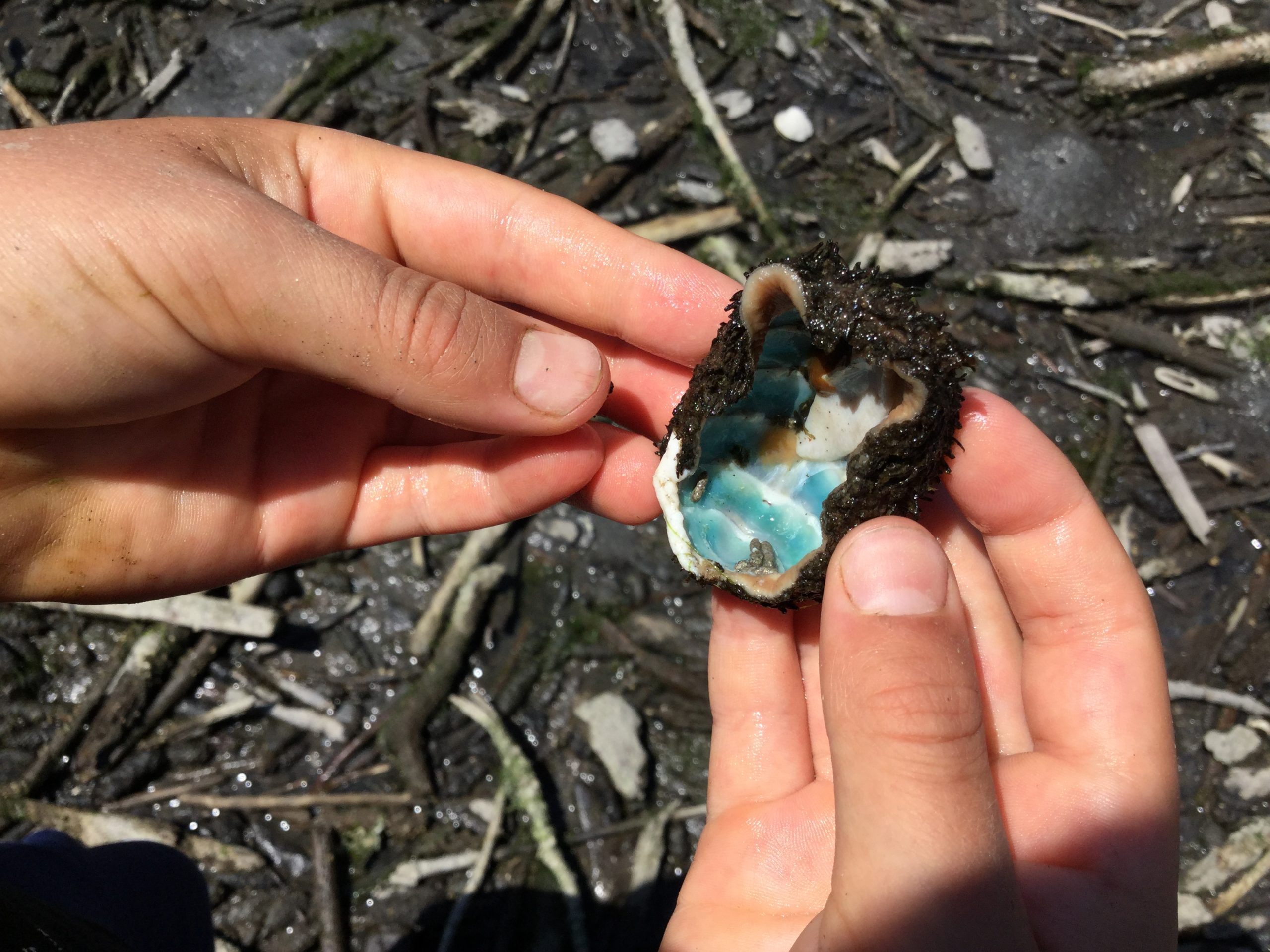Low Tide Joy Life on Orcas Island