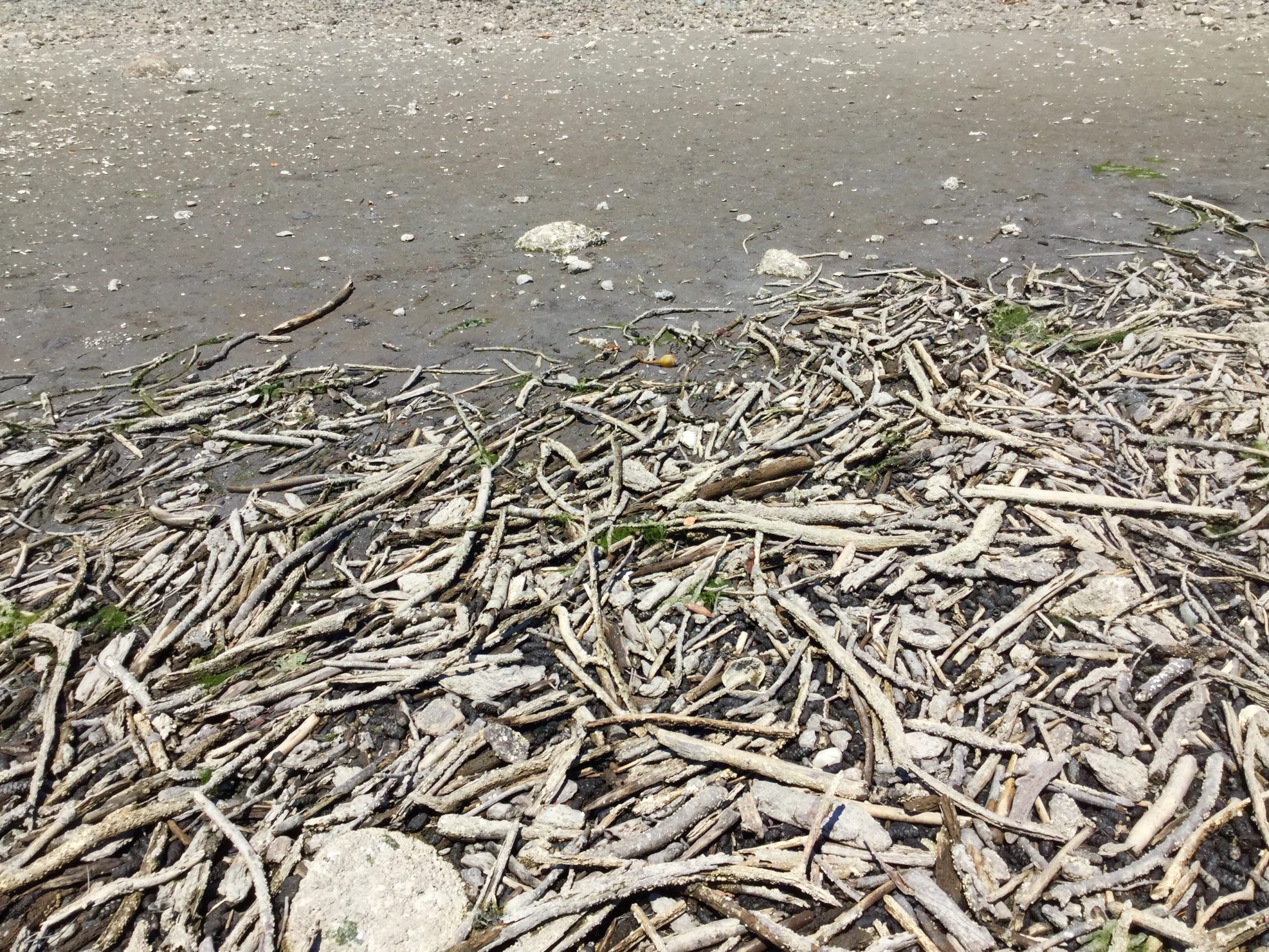 Low Tide Joy Life on Orcas Island