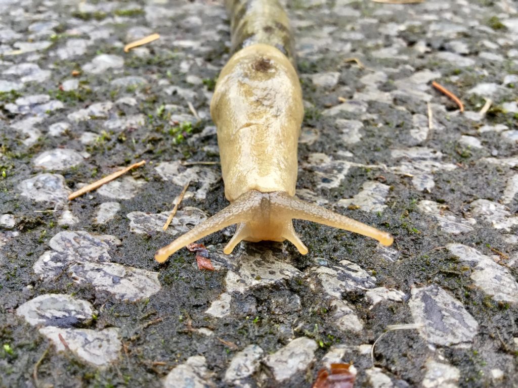 The Gastropod Life is Good Here - Life on Orcas Island