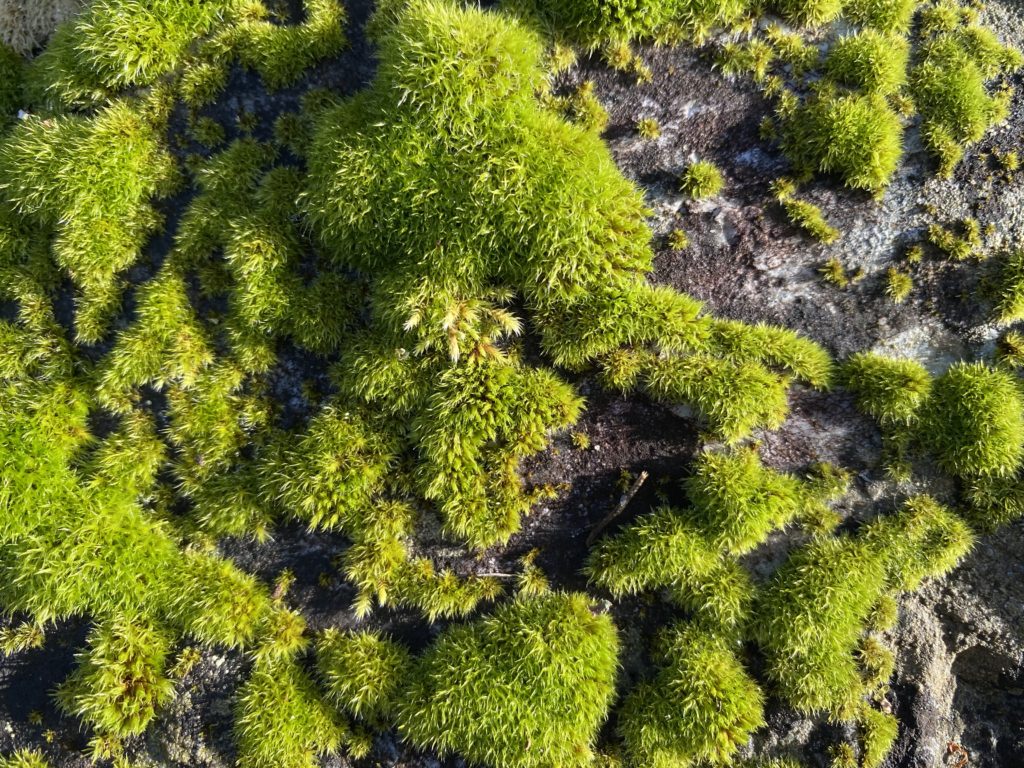 Cohabitating With Moss, Mud, And Mold - Life On Orcas Island